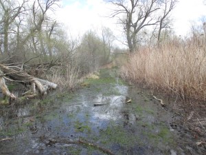 Tifft Nature Preserve